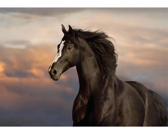 Majestic Horse | Rice Paper Decoupage | Belles and Whistles | Dixie Belle Paint | A1