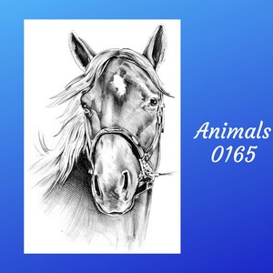 Caballo Animal 0165 / Decoupage en papel de arroz / Diseños en papel / 2 tamaños