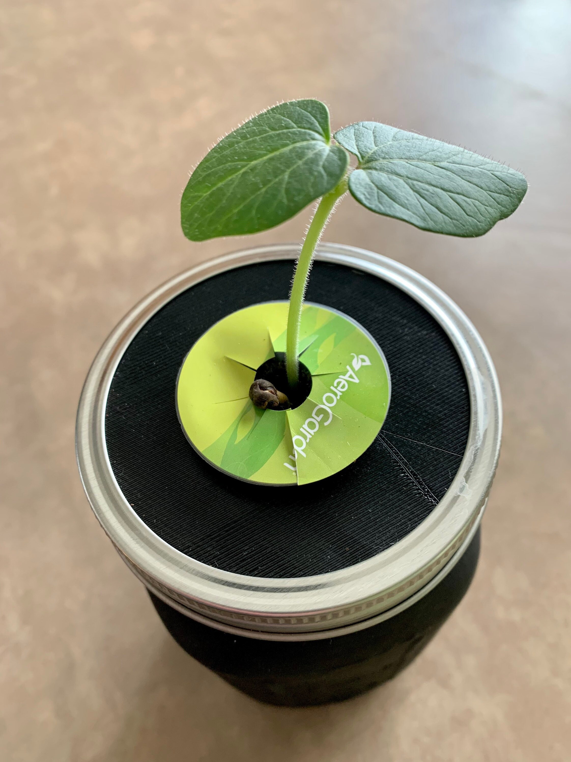 Casa, Jard&iacute;n Y Bricolaje DAMIGIANA In VETRO A BOCCA LARGA Per OLIO Con RIVESTIME