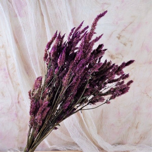 Dried Celosia Burgundy Wine Feather Plume 24-32 Stems Local Sustainable Flowers Wedding Bouquets Wreaths Rustic Farmhouse Crafting
