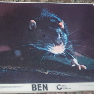 BEN (1972) 7 x American Small Lobby Cards RAT Horror #72/150