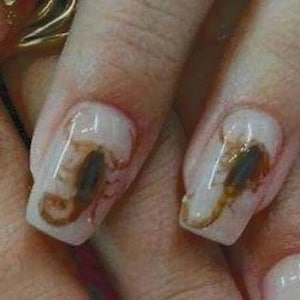 Deux spécimens de scorpions humides, pour le nail art, (Deux)