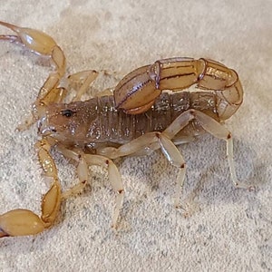 CINQ (5) (économies en gros) Scorpions du diable (H. spinigerus) de taille moyenne décédés mouillés (probablement trop gros pour des ongles) Les tailles varient (plus de 2,5 cm)