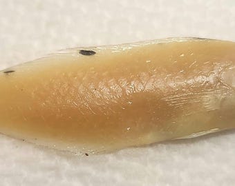 VERY RARE--(1) Yellow Coris Wrasse (Deceased Wet Specimen)
