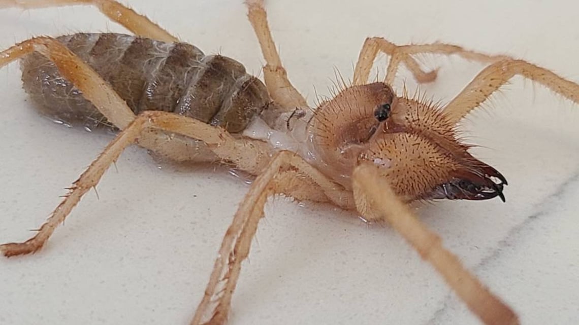 Rareone Sonoran Sun Spider/ Camel Spider deceasedwet - Etsy
