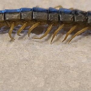 UN (1) Ciempiés Tigre del Desierto de Sonora Mediano de 2+ pulgadas (Scolopendra Polymorpha) (Ejemplar húmedo muerto)