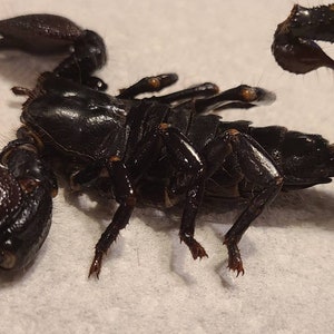 Puede incluir: Un escorpión negro brillante con cuerpo segmentado, grandes pinzas texturizadas y una cola curva que termina en un aguijón. El arácnido presenta ocho patas con pequeñas marcas naranjas en las articulaciones y un exoesqueleto liso.