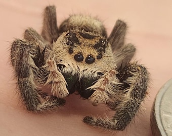 Very Rare- One Female Regal Jumping Spider (Deceased)(Wet specimen)(Phidippus Regius)
