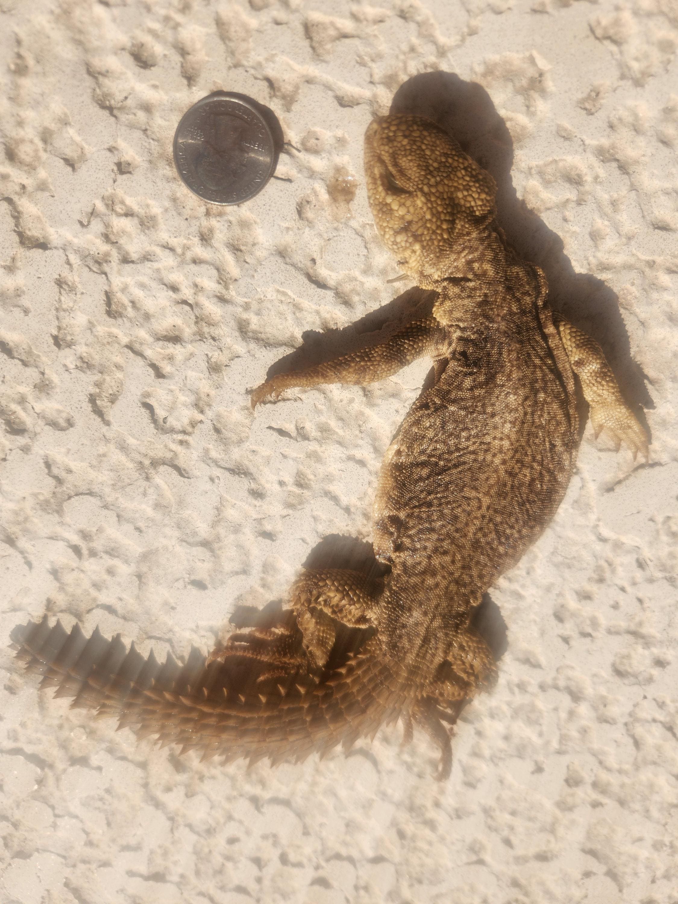 VERY Rare--one Baby Egyptian Uromastyx (5+ Inches) (deceased Wet Specimen)  - Etsy, image size:2250x3000