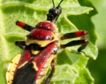 Zeldzame* (nat exemplaar) Eén (1) levende geelbuiksluipmoordenaar (Apiomerus Flaviventris) 0,5 inch