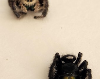Very Rare- One Male/Female Pair Regal Jumping Spiders (Deceased)(Wet specimen)(Phidippus Regius)