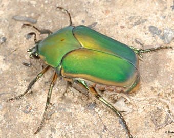 One (1) Green Scarab Beetle (Cotinis mutabilis) (Deceased Specimen) .5-.75 inch