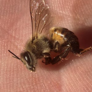May include: Close-up of a honeybee, showcasing its detailed features. The bee's body is a mix of brown, black, and yellow, with transparent wings. The image highlights the bee's segmented body, antennae, and delicate wing structure. The bee is resting on a pinkish surface.