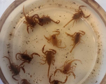 Collectible Scorpion Etsy