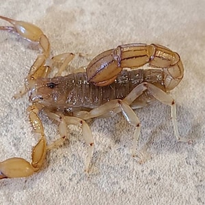 Könnte beinhalten: Ein hellbrauner Skorpion mit einem segmentierten Schwanz, der sich auf einer hellbeigen Oberfläche zusammenrollt.