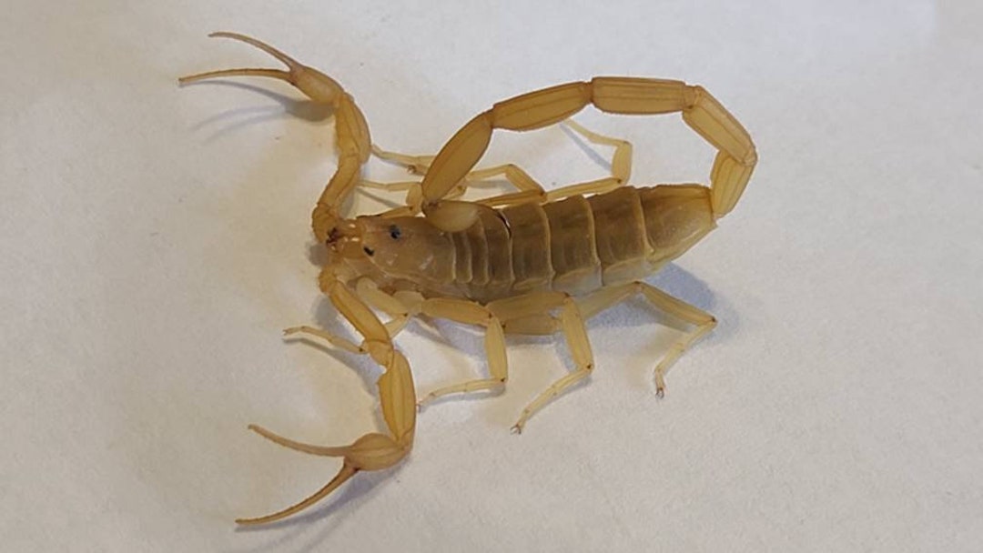 One (1) Adult Arizona Bark Scorpion (deceased Wet Specimen