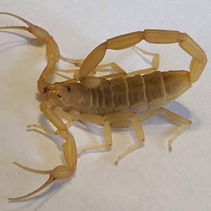 本物のサソリ、樹脂保存、現代の収集可能な化石 - Etsy 日本