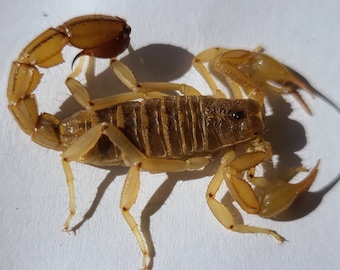 One (1) Devil Scorpion (Deceased) Large for this species (Wet specimen) (Hoffmannius Spinigerus)