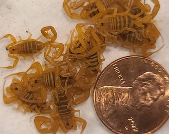 One (1) Juvenile .5-.75 inch (Rare) Arizona Bark Scorpions (Deceased Wet Specimen) (Centruroides Sculpturatus) *These sell out quickly*