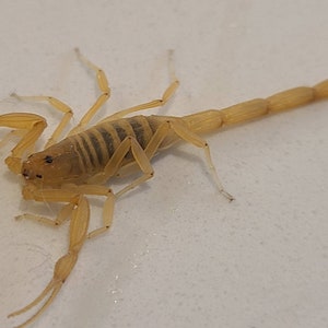 Two (2) Sub-Adult (Medium Arizona Bark Scorpion (Deceased Wet Specimen) (Centruroides Sculpturatus)