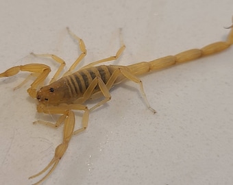 Two (2) Sub-Adult (Medium Arizona Bark Scorpion (Deceased Wet Specimen) (Centruroides Sculpturatus)