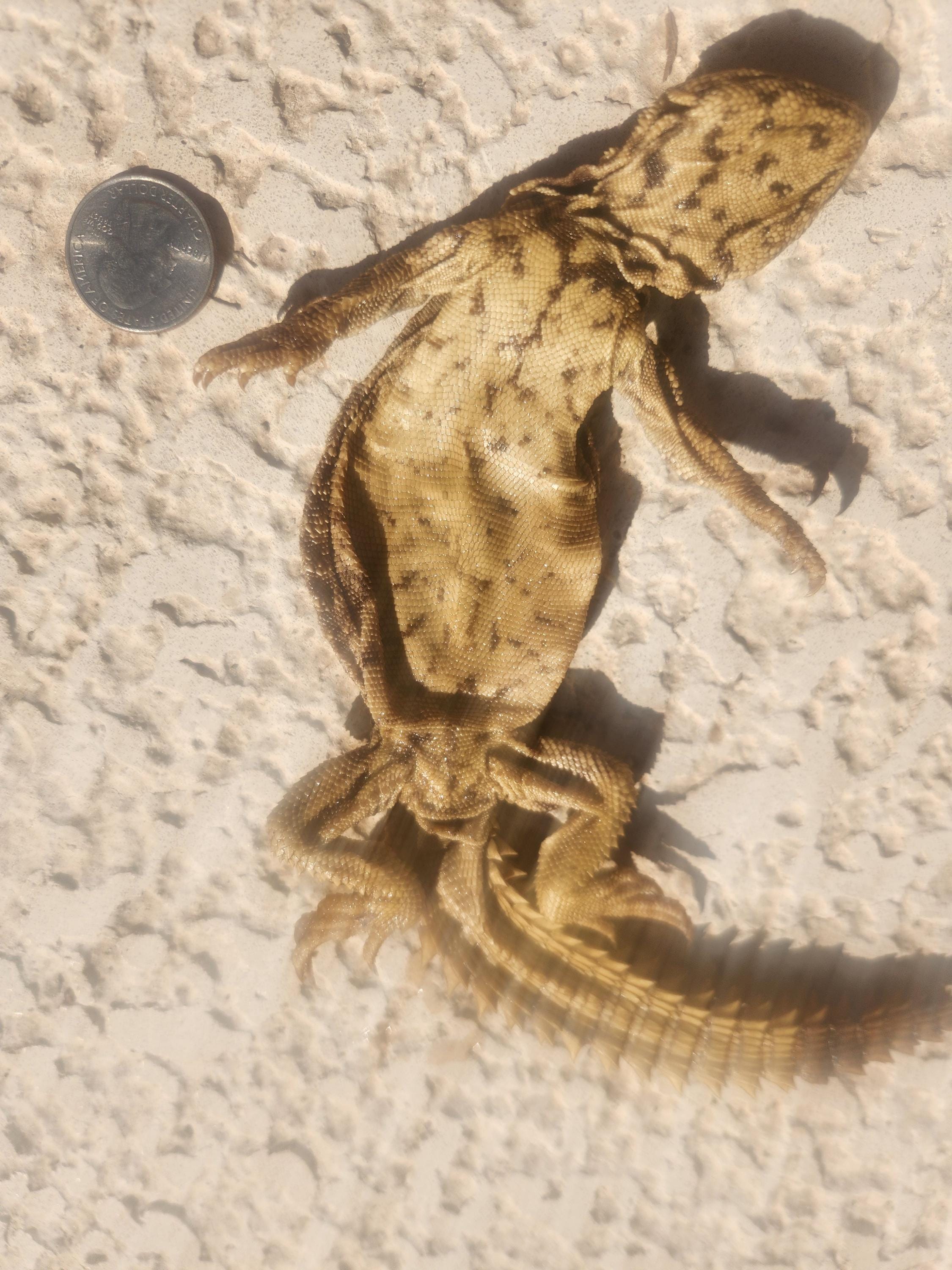 VERY Rare--one Baby Egyptian Uromastyx (5+ Inches) (deceased Wet Specimen)  - Etsy, image size:2250x3000