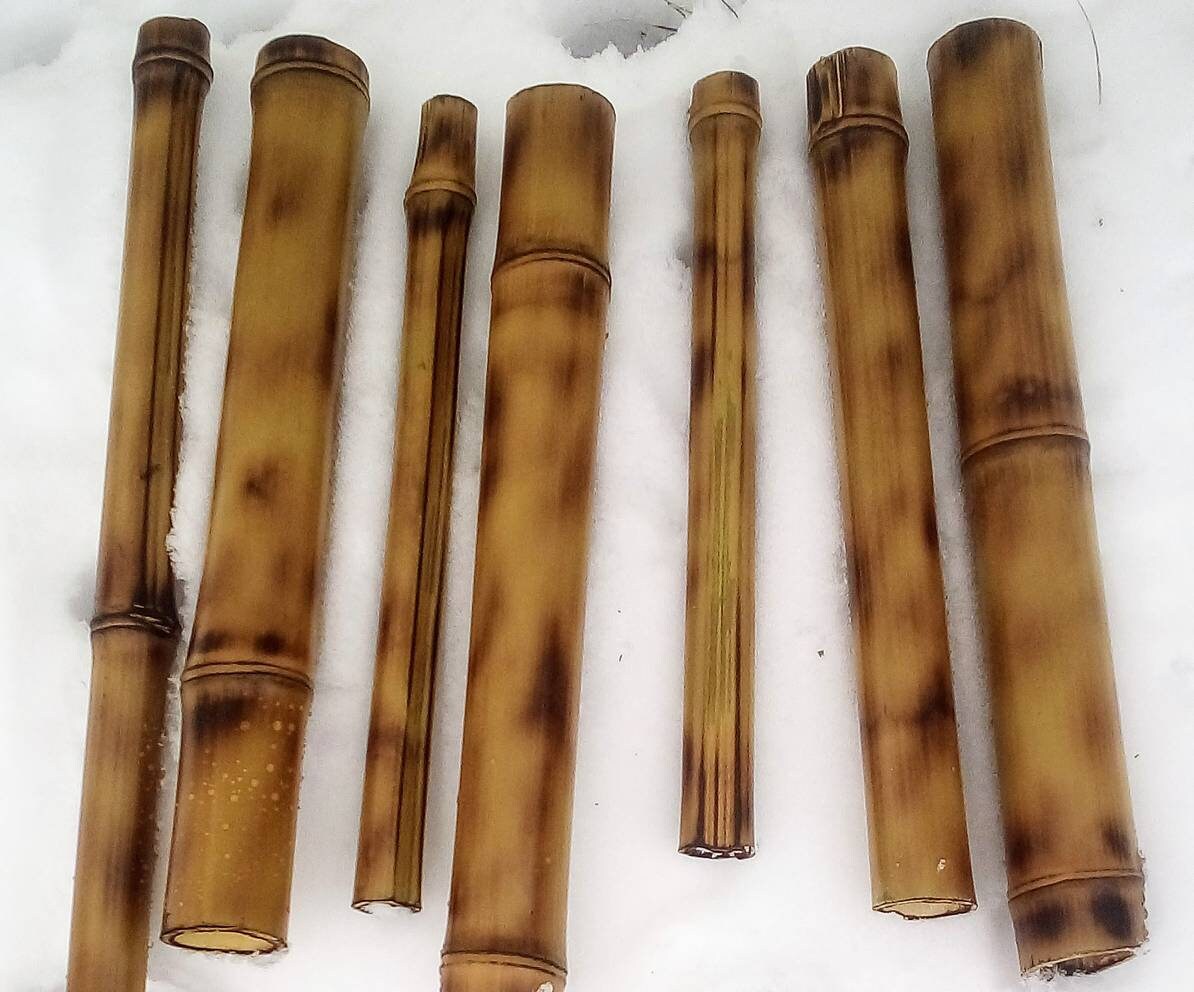 5 Fresh Cut to Order 1' Bamboo Pieces. 1/2 Etsy