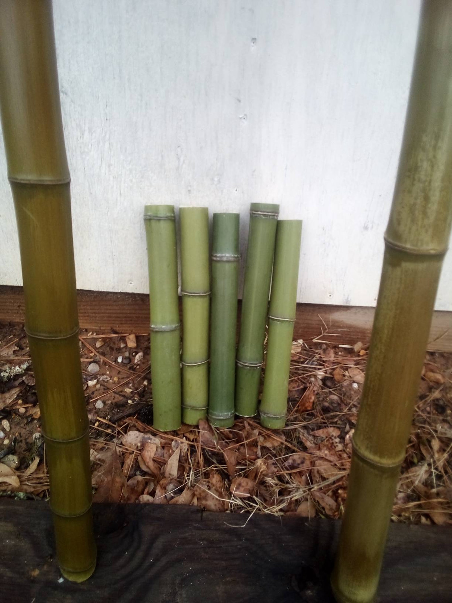 5 Fresh Cut to Order 1' Bamboo Pieces. 1/2 Etsy