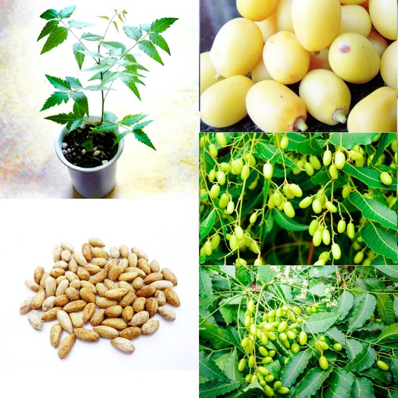 Neem Tree 25 Seeds Medicinal Neem Seeds Azadirachta Indica Etsy
