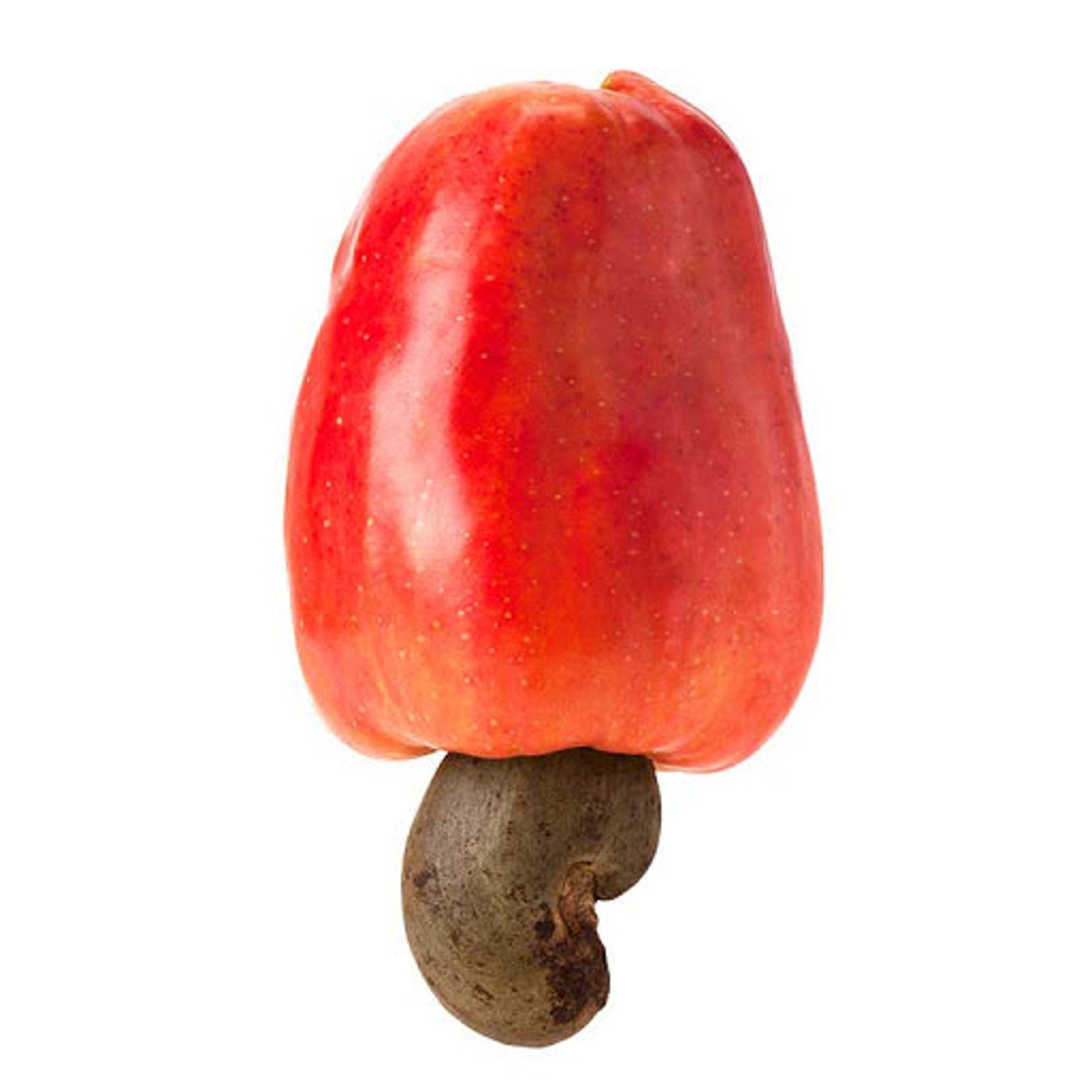 5 Cashew nut Fruit Seeds ANACARDIUM OCCIDENTALE Ceylon Etsy