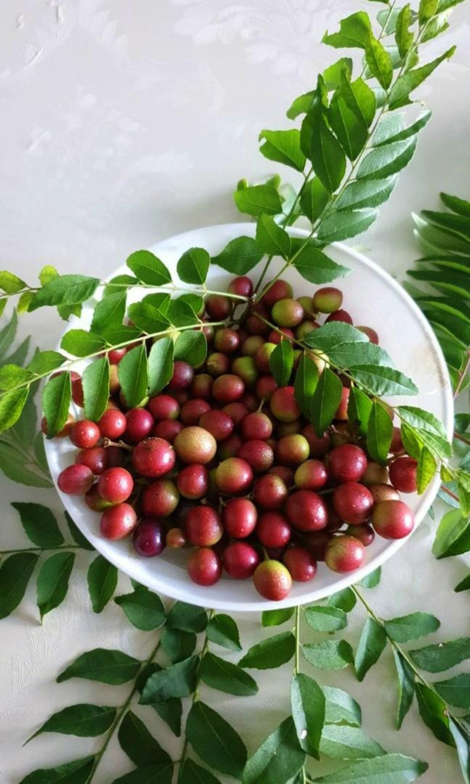 10 curry leaves seeds ceylon homemade live seeds pack for Etsy