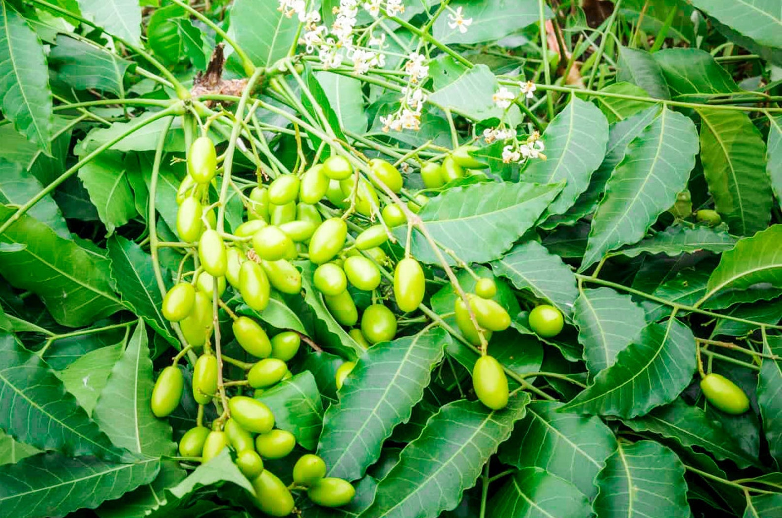 Neem Tree Seeds (Azadirachta Indica) 10 Seeds | Sencirareseedsarea
