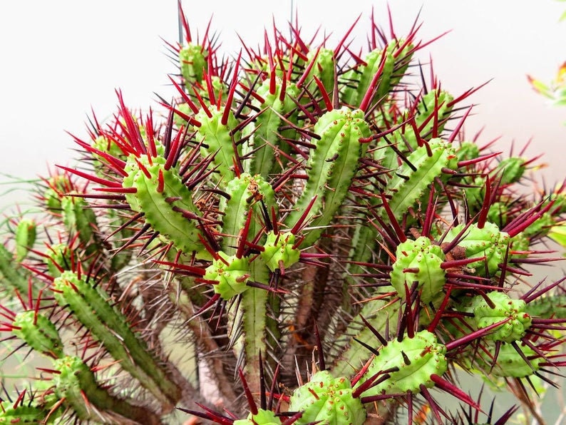 Euphorbia Enopla good Luck Cactus live Succulent Plant Free Etsy