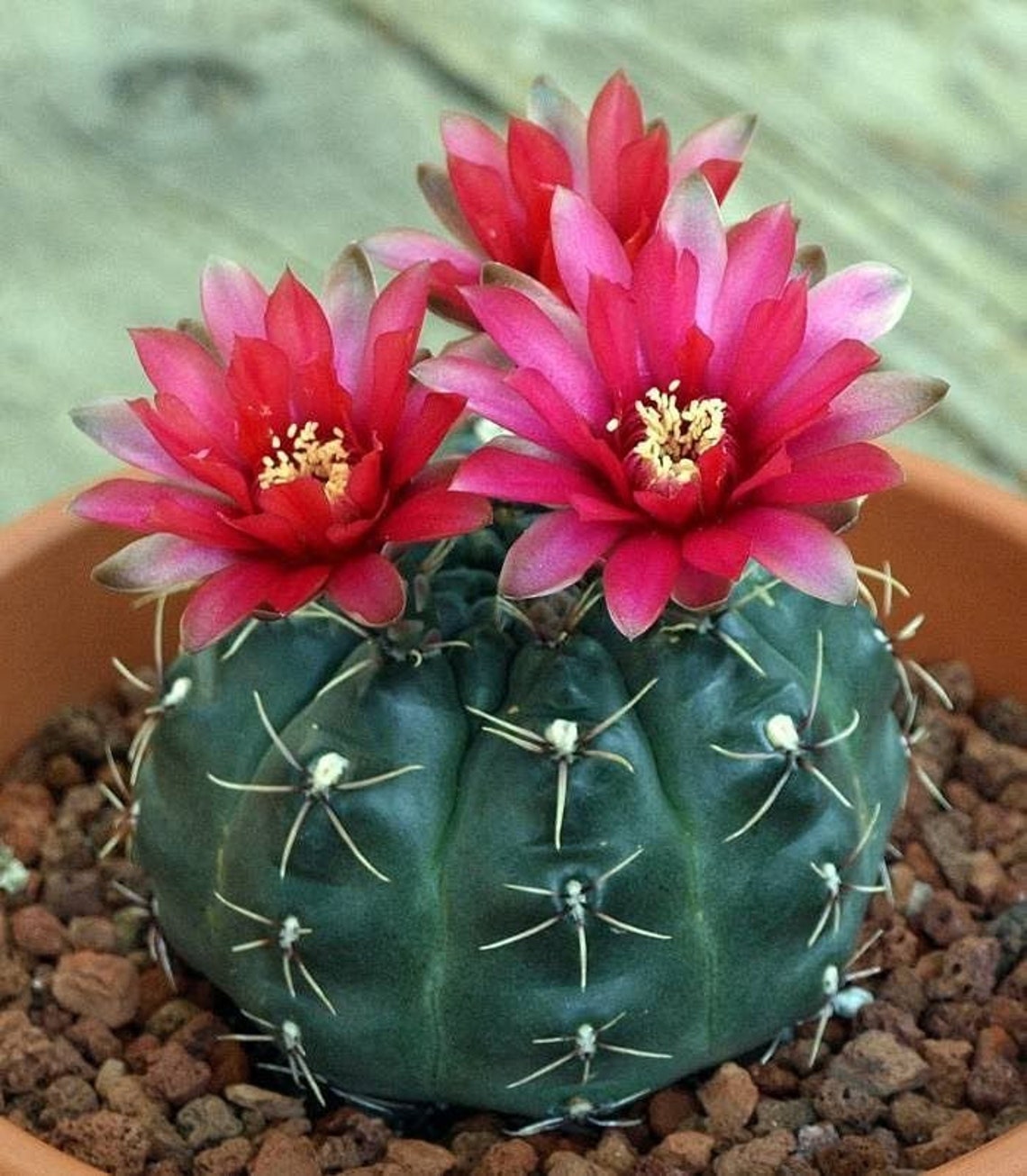 Gymnocalycium baldianum Cactus Live Plant Etsy