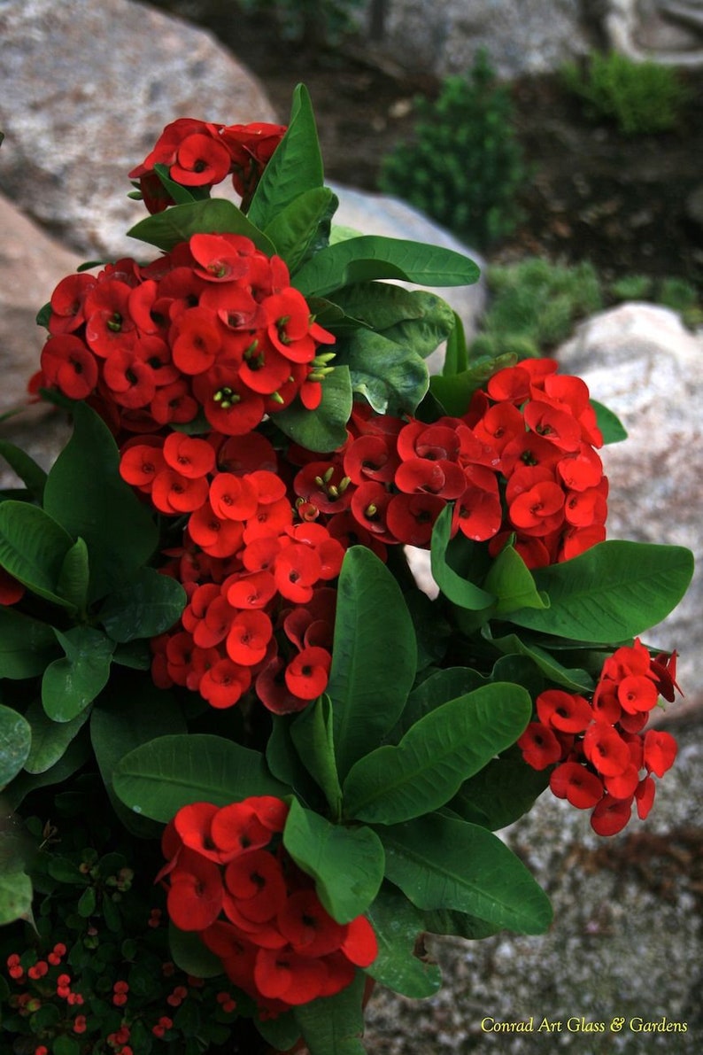 Euphorbia Milii the Crown of Thorns Christ Big Live Plant Free - Etsy