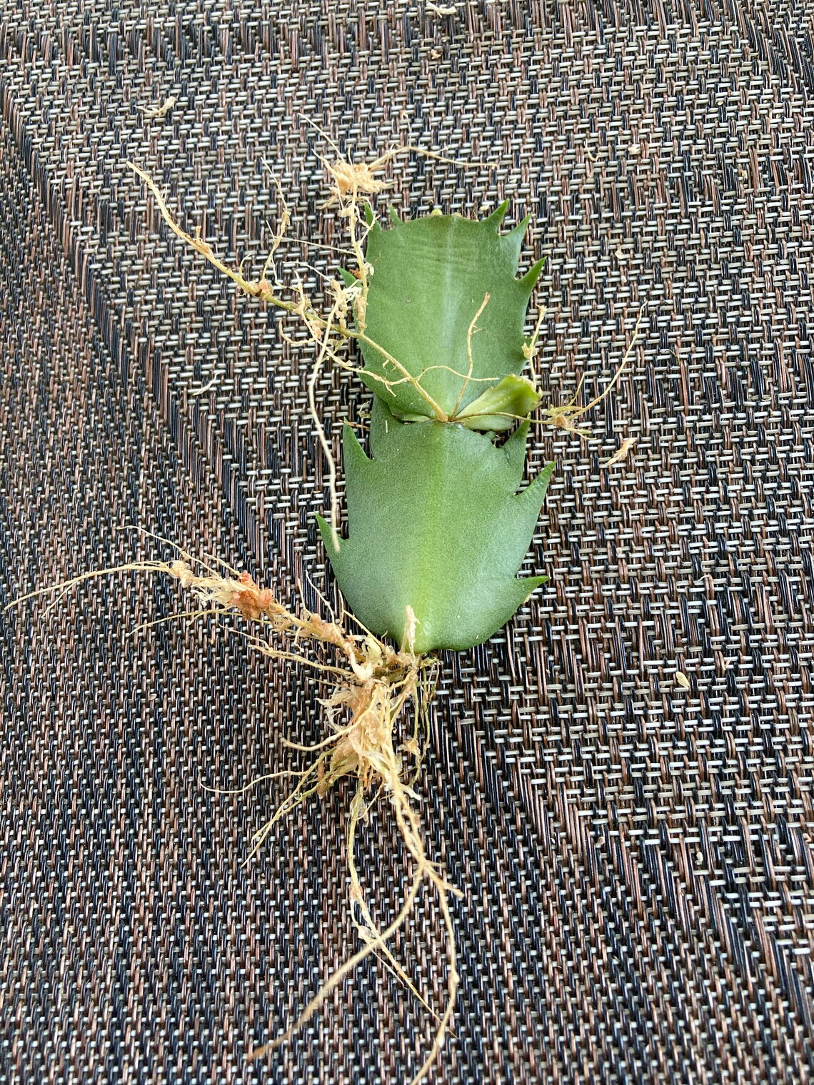 Rooted Thanksgiving Cactus Cutting Etsy