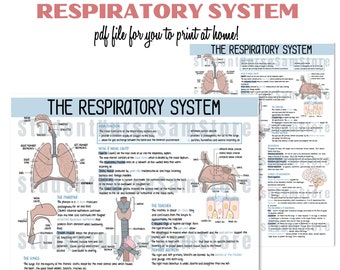 FICHIER NUMÉRIQUE - Le système respiratoire | Notes de révision | Notes d'anatomie et de physiologie | Guide d'étude