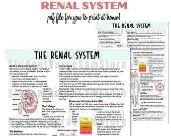 DIGITAL FILE - The Renal System | Revision Notes | Anatomy & Physiology Notes | Study Guide