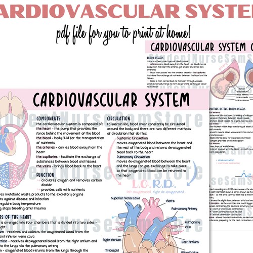 Office & School Supplies Office DIGITAL FILE Revision Notes Anatomy