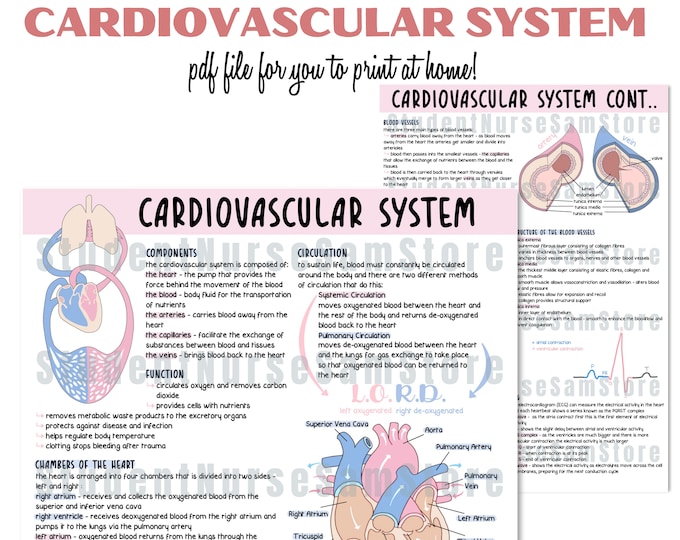 DIGITAL FILE - the Cardiovascular System | Revision Notes | Anatomy ...