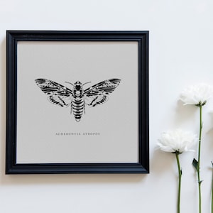 Death Head Moth | Art Print