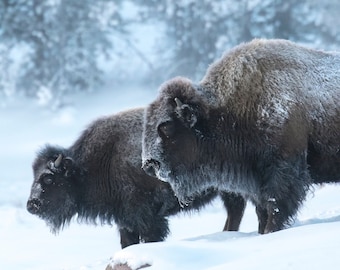 Pareja de bisontes en el bosque de invierno, Parque Nacional de Yellowstone, Wyoming
