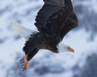 Bald Eagle Flying in Yellowstone National Park, Wyoming