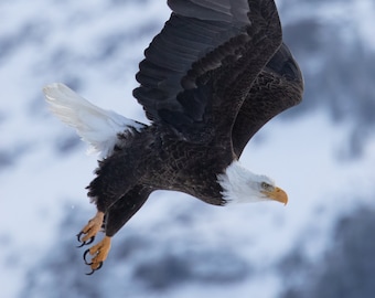 Águila calva volando en el Parque Nacional de Yellowstone, Wyoming