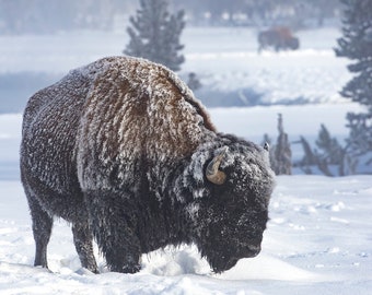 Hoarfrost Bison in Winter, Yellowstone National Park