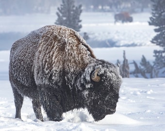 Bisonte Hoarfrost en invierno, Parque Nacional de Yellowstone