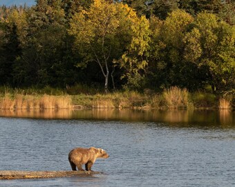 Oso pardo debajo de una montaña nevada en el Parque Nacional Katmai, Alaska