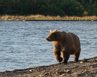 Oso pardo en la playa al amanecer en el Parque Nacional Katmai, Alaska