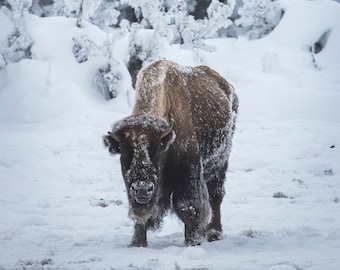 Bisonte en árboles helados en el Parque Nacional de Yellowstone, Wyoming