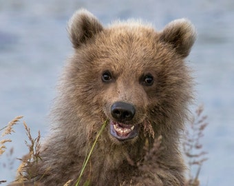 Cachorro de primavera de oso pardo en hierba en el Parque Nacional Katmai, Alaska